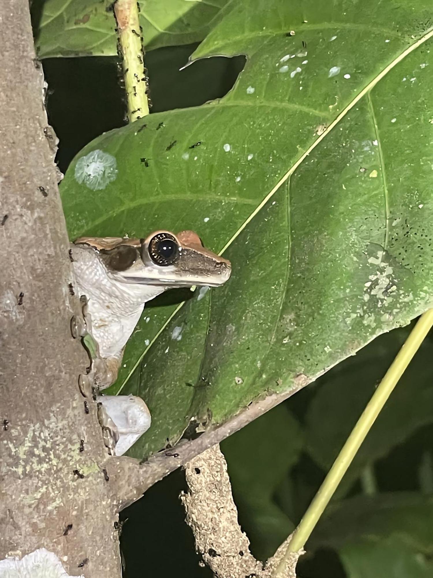فندق Maiku Amazonas Puerto Nariño المظهر الخارجي الصورة