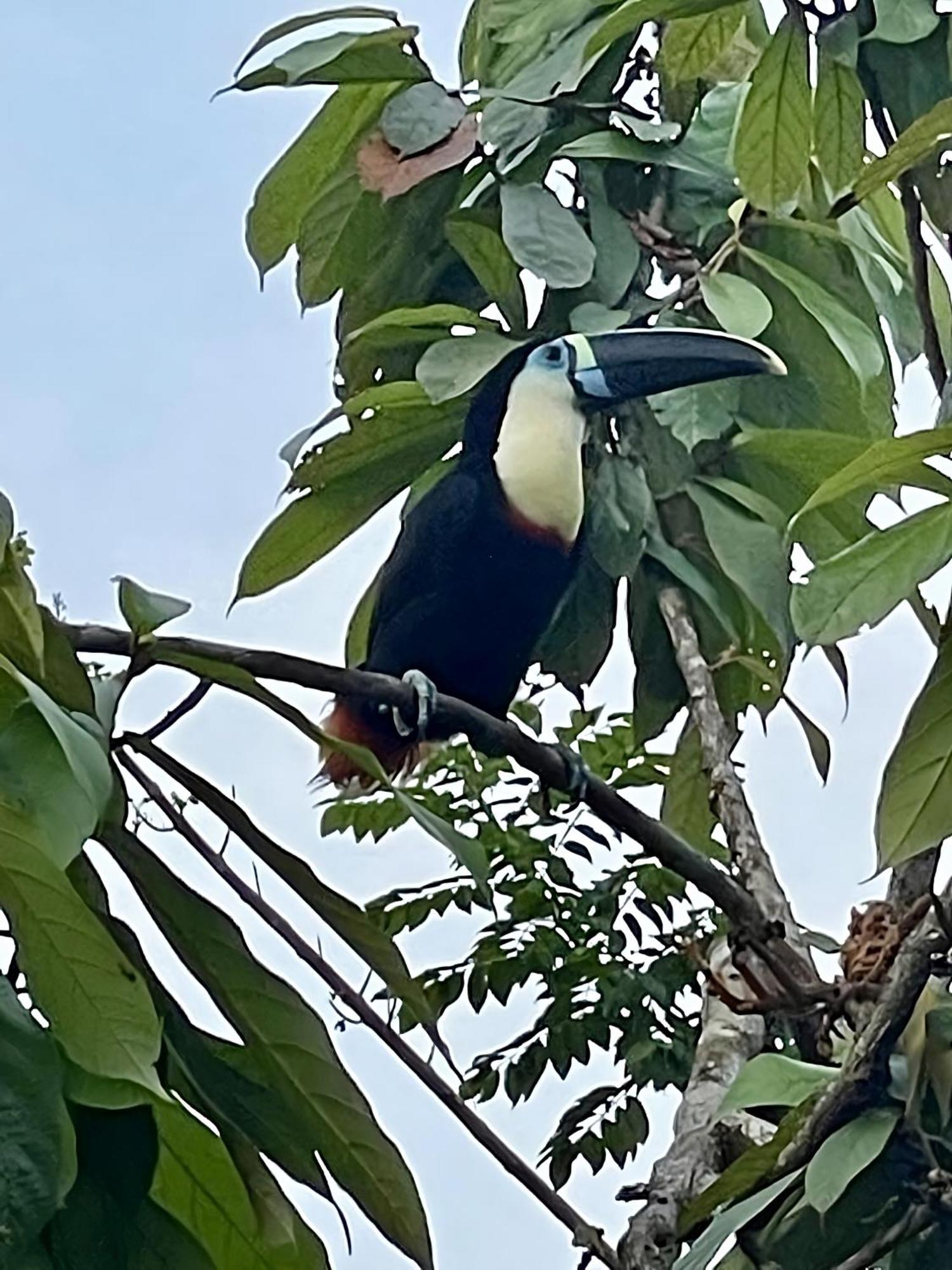 فندق Maiku Amazonas Puerto Nariño المظهر الخارجي الصورة